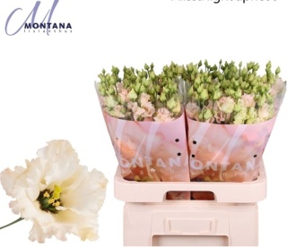 Eus G Alissa Apricot 70cm - S