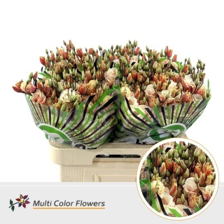 Eus G Sunset Tin 70cm - D