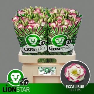 Eus G Excal Hot Lips 70cm - D