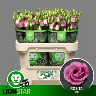 Eus G ROSI ROSE Pink 70cm - S