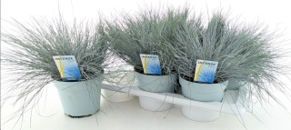 FESTUCA INTENSE BLUE 35cm/d17- S