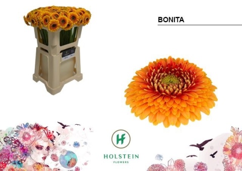GE MB GERPONI BONITA 50cm - D