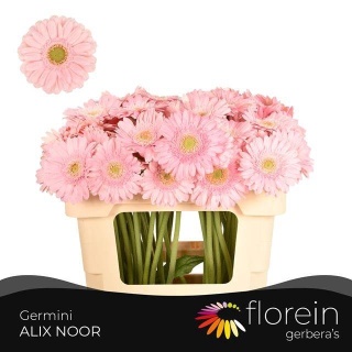 GE MI ALIX NOOR 50cm