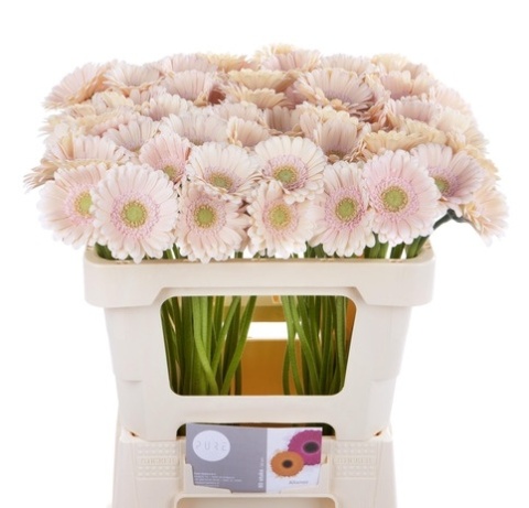GE MI ALIX-NOOR 50cm - D