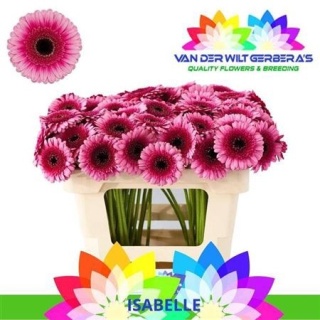 GE MI ISABELLE 50cm - D