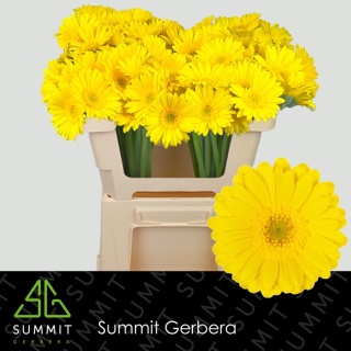 GE MI MORENO 50cm - D