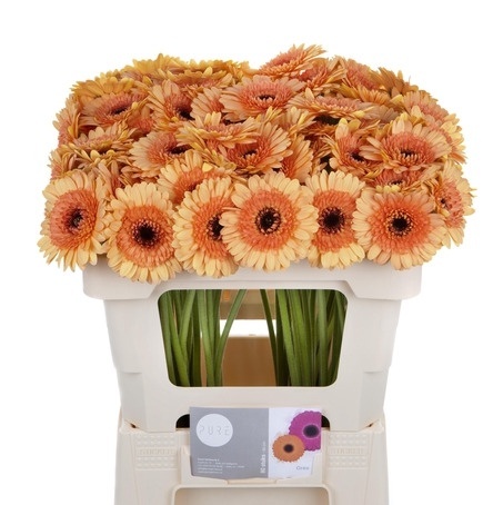 GE MI OREO 50cm - D
