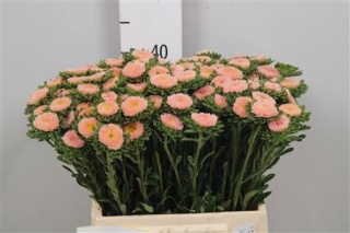 Callis Mats Abrikoos 40cm - D
