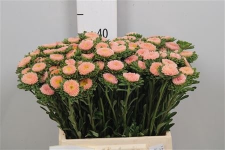 Callis Mats Abrikoos 40cm - D
