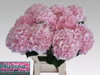 HYDR M CH VERENA Pink 60cm/H20 - D