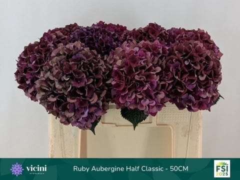 HYDR M MAG RUBY 50cm/H18 - D