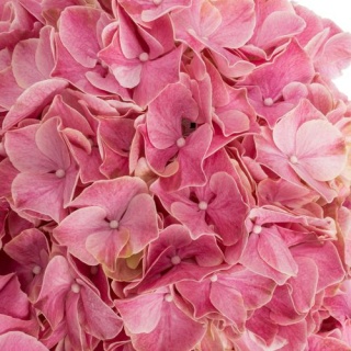 HYDR M Mag SWEET RUBY 60cm/H19 - PROMO