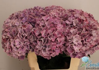HYDR M Mag SWEET RUBY 60cm/H19 - PROMO