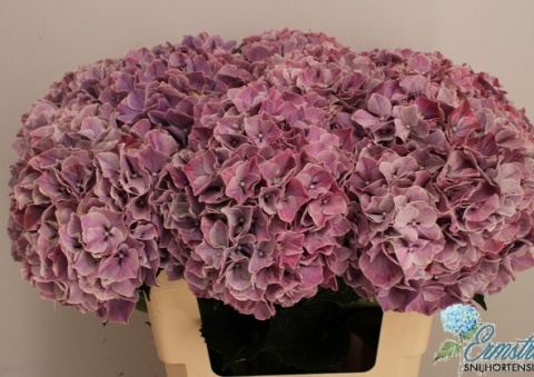 HYDR M Mag SWEET RUBY 60cm/H19 - PROMO