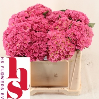 HYDR M ROY KISS 50cm/H18 - D