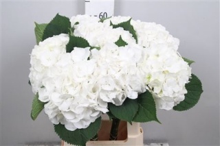 Hydr M Whi Verena 60cm/H18 - D