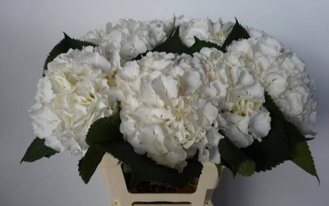HYDR M VERENA WHITE Extra 60cm/H19 - S
