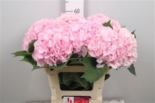 Hydr M Verena 60cm/H20 - D