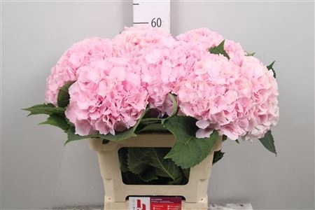 Hydr M Verena 60cm/H20 - D