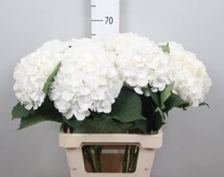 Hydr M Whi Verena 65cm/H20 - D