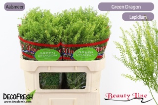 LEP RU GREEN BELL 75cm - D