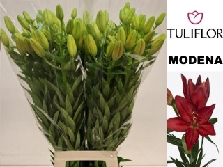 LI LA MODENA 5+ 95cm - D