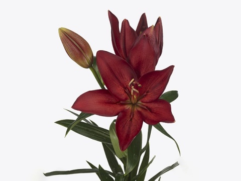 LI LA MODENA 5+ 95cm - D