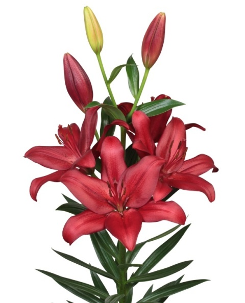 LI LA MODENA 5+ 95cm - D