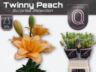 LI LA TWINNY PEACH 6+ 100cm - D