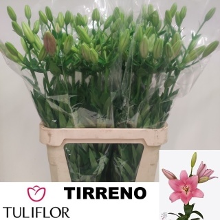 LI LA TIRRENO 5+ 95cm - D