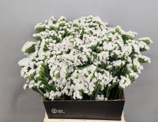 LIM S WHITE STARL WINGS 50cm - D