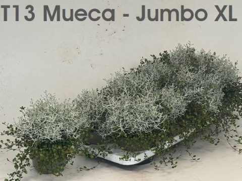 LEUCOPH BROWNII 25cm/d13- D