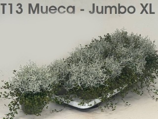 LEUCOPH BROWNII 25cm/d13- D