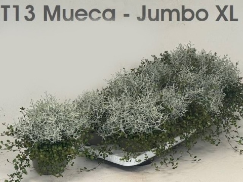 LEUCOPH BROWNII 25cm/d13- D