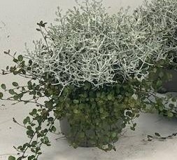 LEUCOPH BROWNII 25cm/d13- D