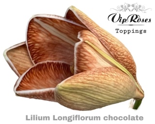LI LF CHOCOLATE 80cm - D