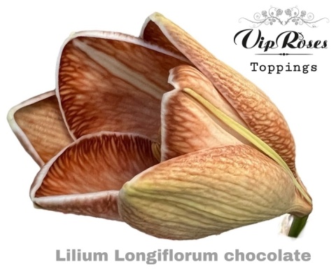 LI LF CHOCOLATE 80cm - D