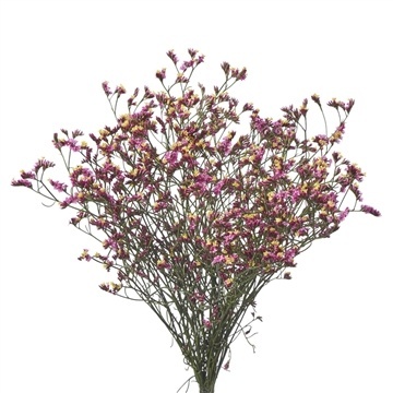 LIM SIN DIVINE DIA 65cm - D