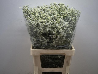 LIM SIN MOUNTAIN DIA 70cm - D