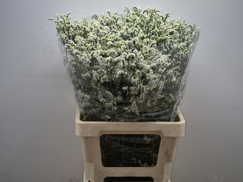 LIM SIN MOUNTAIN DIA 70cm - D