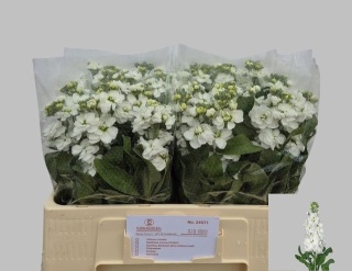 MATTH AIDA WHITE 53cm - D