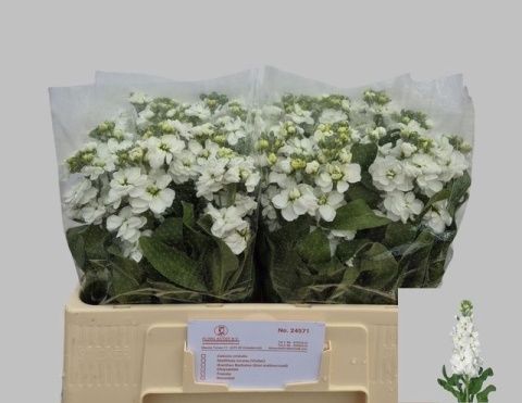 MATTH AIDA WHITE 53cm - D