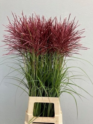 MISC SI FERN OSTEN R 90cm - D