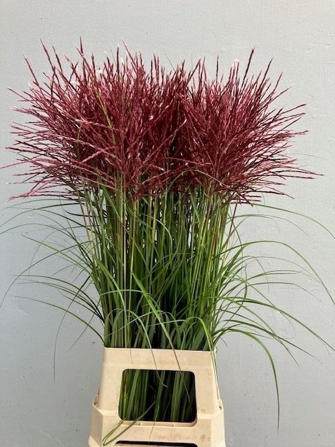 MISC SI FERN OSTEN R 90cm - D