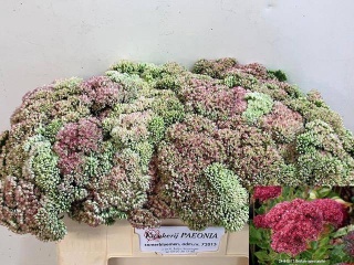 SEDUM SPECTABILE 50cm - D