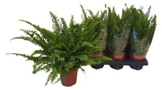 Nephrolepis Green Lady 40cm/d12 - S
