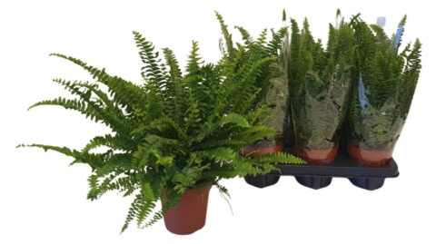Nephrolepis Green Lady 40cm/d12 - S