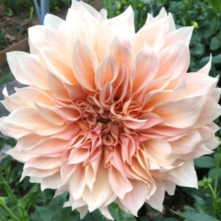 PL Dalia Cafe Au Lait 40/50cm - Polska