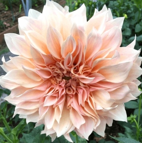 PL Dalia Cafe Au Lait 40/50cm - Polska