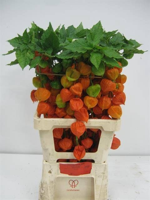 PHYSALIS LAMPION TAK 60cm - D